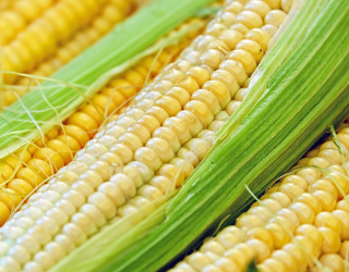 corn