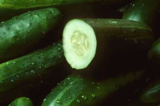 cucumber